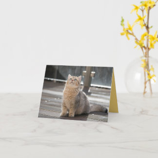 子猫の愛 カード