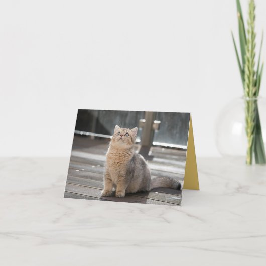 子猫の愛 カード (正面)