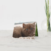 子猫の愛 カード (裏面)