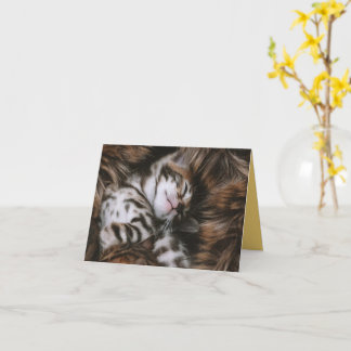 子猫の愛 カード