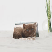 子猫の愛 カード (裏面)