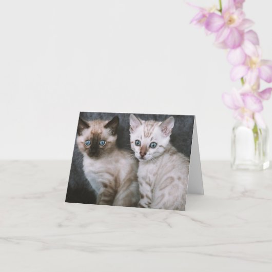 子猫の愛 カード (蘭)