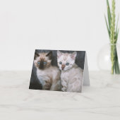 子猫の愛 カード (正面)