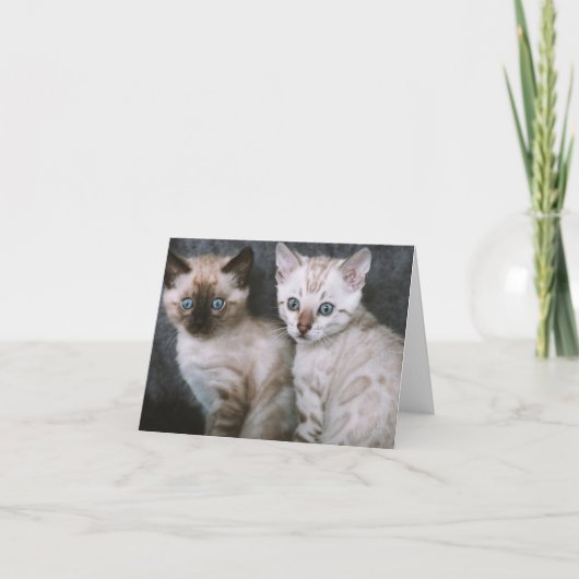 子猫の愛 カード (正面)