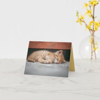 子猫の愛 カード