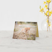 子猫の愛 カード (黄色い花)