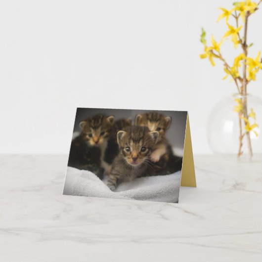 子猫の愛 カード (黄色い花)