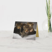 子猫の愛 カード (正面)