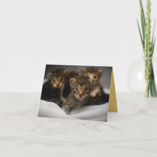 子猫の愛 カード (正面)
