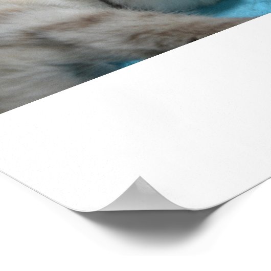 子猫の愛 ポスター (角)