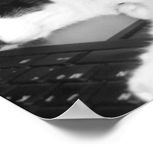 子猫の愛… ポスター (角)