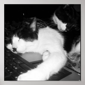 子猫の愛… ポスター