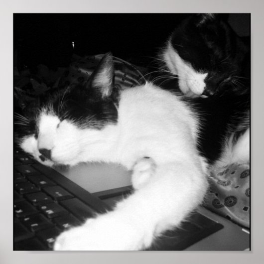 子猫の愛… ポスター (正面)