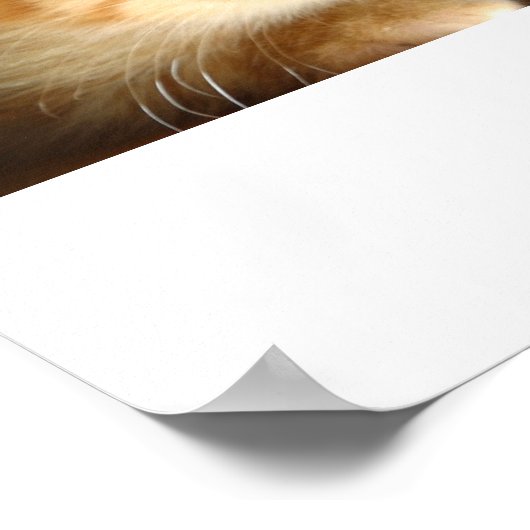 子猫の愛 ポスター (角)