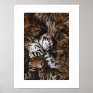 子猫の愛 ポスター