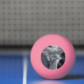 子猫の愛 卓球ボール (ネット)