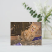 子猫の攻撃 ポストカード (スタンド正面)