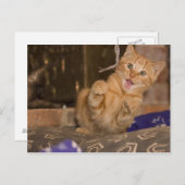 子猫の攻撃 ポストカード (正面/裏面)