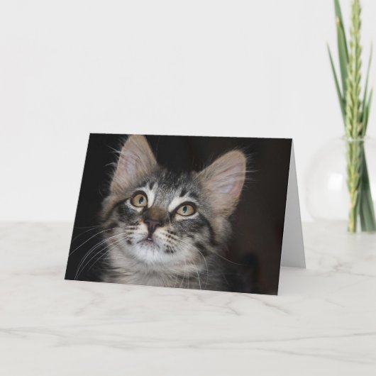 子猫の無邪気な記念日のカード カード (正面)