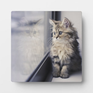 子猫の窓 フォトプラーク