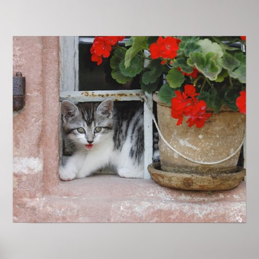 子猫の窓 ポスター (正面)