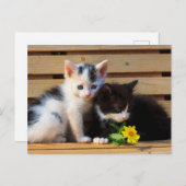 子猫の花 ポストカード (正面/裏面)