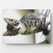 子猫の視線 フォトプラーク (正面)