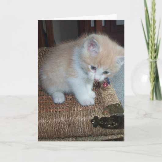 子猫の誕生日 カード (正面)