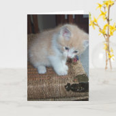 子猫の誕生日 カード (黄色い花)