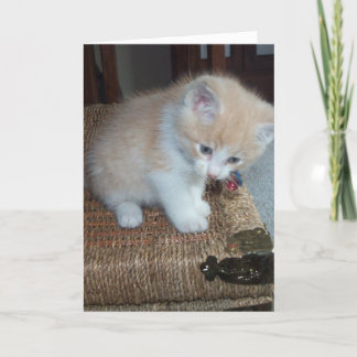 子猫の誕生日 カード