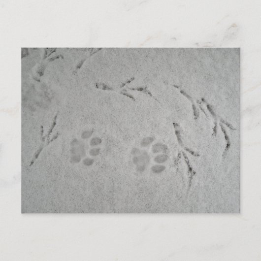 子猫の足跡と鳥の足跡が雪に - ポストカード (正面)