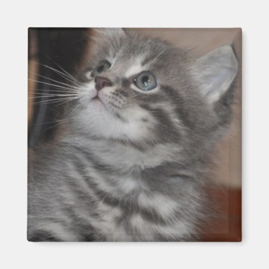 子猫の遊び姿 マグネット (正面)