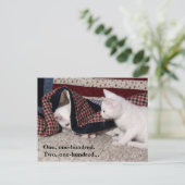 子猫の隠れ家のユーモアのポストカード ポストカード (スタンド正面)