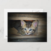 子猫の隠れ家 ポストカード (正面/裏面)