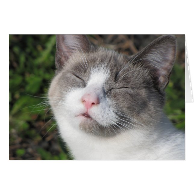 子猫の顔 (正面横)