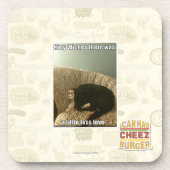 子猫の願い コースター (正面)