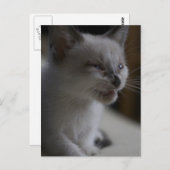 子猫の鳴き声はがき ポストカード (正面/裏面)