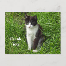 子猫の黒と白の猫の写真ありがとう