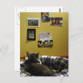 子猫はがき壁 ポストカード (正面/裏面)