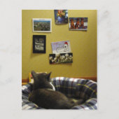 子猫はがき壁 ポストカード (正面)