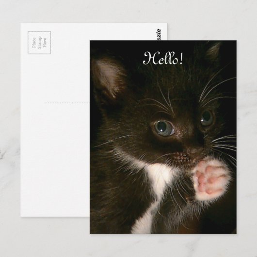 子猫はがき ポストカード (正面/裏面)
