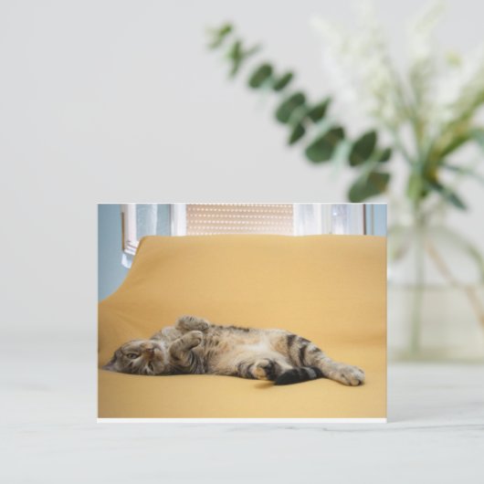 子猫はがき ポストカード (スタンド正面)