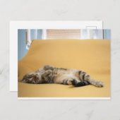子猫はがき ポストカード (正面/裏面)