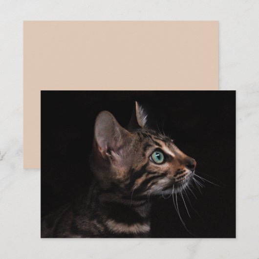 子猫はがき ポストカード (正面/裏面)