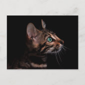 子猫はがき ポストカード (正面)