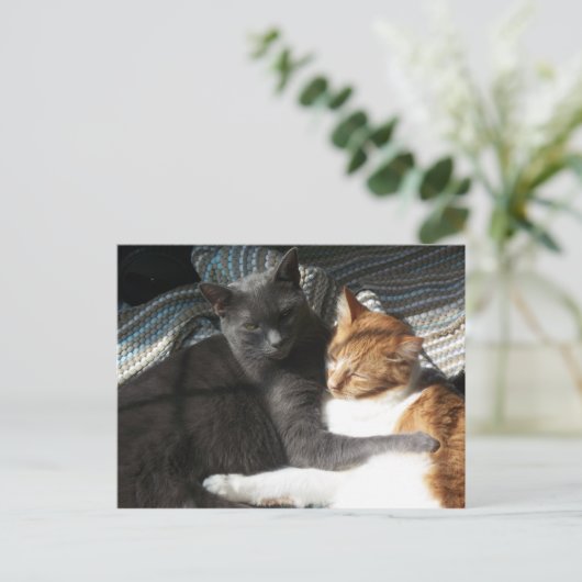 子猫はがき ポストカード (スタンド正面)