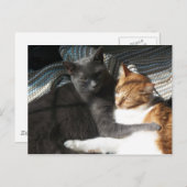 子猫はがき ポストカード (正面/裏面)