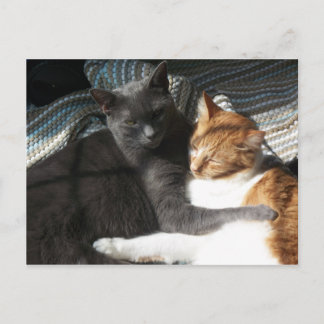 子猫はがき ポストカード