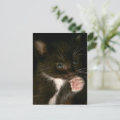子猫はがき ポストカード (スタンド正面)
