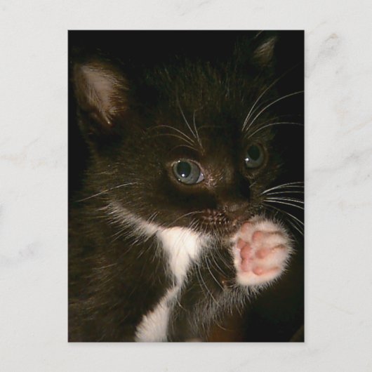 子猫はがき ポストカード (正面)